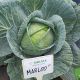 Марлу F1 семена капусты б/к средней 85-90 дн. 3-5 кг окр. (Sakata)