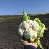 Капуста Вайтон F1 (Вітон F1)