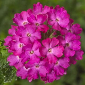 Вербена гібридна рожева 