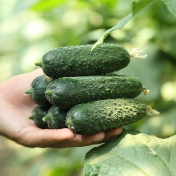 Огурец Хелен F1