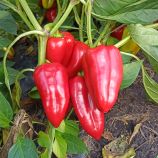 Перець Поло F1 