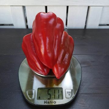 ferrari-f1-nasinnya-percyu-