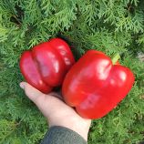 Перец Халк F1