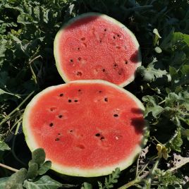 Кавун Гріззлі F1 (Грізлі) 