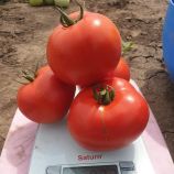 Томат Дайсон F1