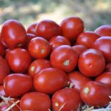 Томат Эдвайзер F1 