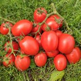 Томат Квікфаєр F1 