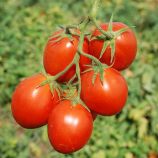 Керо F1 семена томата дет. (Esasem)