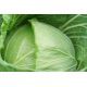 Белоснежка семена капусты б/к поздней (Euroseed)