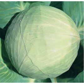 Белоснежка семена капусты б/к поздней 150-155 дн. 3-4 кг окр-прип. (Hortus)