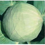 Белоснежка семена капусты б/к поздней 150-155 дн. 3-4 кг окр-прип. (Hortus)