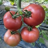 Томат ТЛ 30002 F1 (TL 30002 F1) 