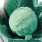 Харьковская зимняя семена капусты б/к поздней (Euroseed)