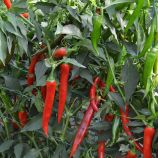 Сахем F1 семена перца горького раннего 50-55 дн. конич.10-14 см 35 гр. зел./красн. (Syngenta)