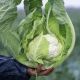 Капуста Электра F1 