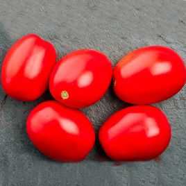 Томат 1301 F1