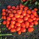 1301 F1 семена томата дет. раннего 90-95 дн. слив. 60-70 гр. красный (Heinz/Spark Seeds)