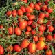 1301 F1 семена томата дет. раннего 90-95 дн. слив. 60-70 гр. красный (Heinz/Spark Seeds)