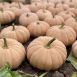 Тыква Спеллкаст