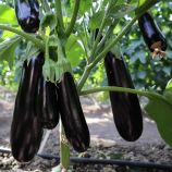 Баклажан ЕС 35007 F1 (ES 35007 F1) 