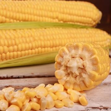 Кукуруза Канзас F1 