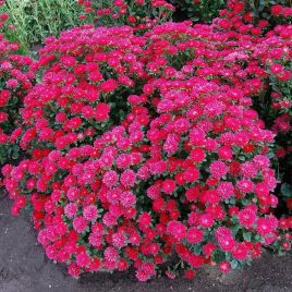 Астра Трубадур ярко-красная 