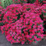 Астра Трубадур ярко-красная 