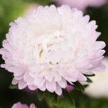 Айстра Сірінга яблуневий цвіт