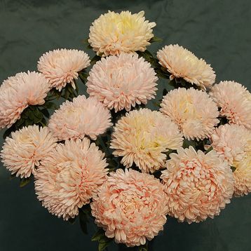 Астра Балун шампань 