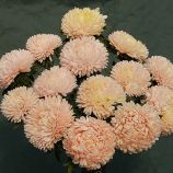 Астра Балун шампань 