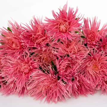 Астра Валькирия лососевая