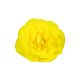Бегония Нонстоп F1 yellow 