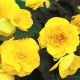 Нонстоп F1 yellow семена бегонии многол. (Benary)