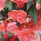 Иллюминейшен F1 salmon pink семена бегонии ампел. махр. 20-25см многол. (Benary)