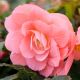Иллюминейшен F1 salmon pink семена бегонии ампел. махр. 20-25см многол. (Benary)