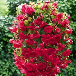 Бегония Иллюминейшен F1 rose 
