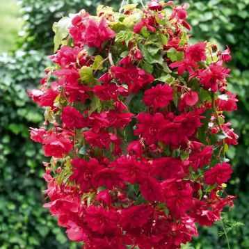 Бегония Иллюминейшен F1 rose 