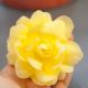 Иллюминейшен F1 lemon семена бегонии ампел. махр. 20-25см многол. (Benary)