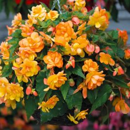 Бегонія Іллюмінейшен F1 apricot