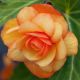 Иллюминейшен F1 apricot семена бегонии ампел. махр. 20-25см многол. (Benary)