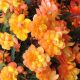 Иллюминейшен F1 apricot семена бегонии ампел. махр. 20-25см многол. (Benary)
