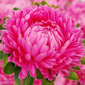 Айстра Леді Корал діамантово-рожева