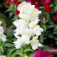 Антирінум Крекл енд Поп F1 білий