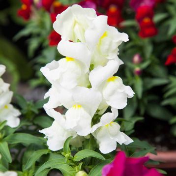 Антирінум Крекл енд Поп F1 білий