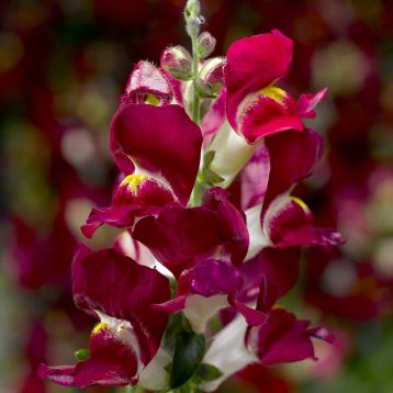 Антирінум Крекл енд Поп F1 бургунді біколор