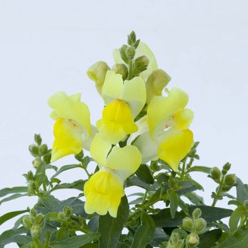 Антирінум Крекл енд Поп F1 жовтий 