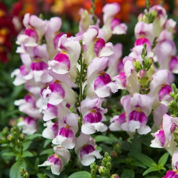 Антирінум Крекл енд Поп F1 лавандовий біколор 