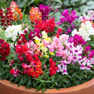 Антирінум Крекл енд Поп F1 мікс
