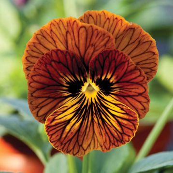  Віола Тайгер Ред F1