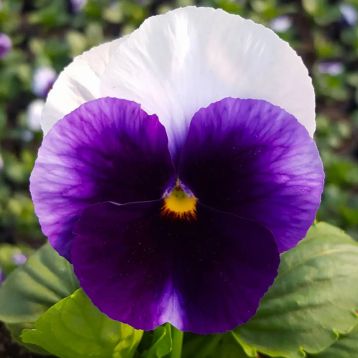 Віола Швейцарські Гіганти (Swiss Giants) Lord Beaconsfield фіолетова з білим крилом